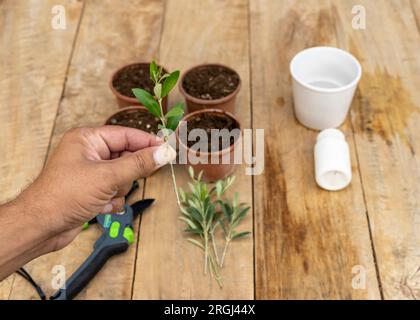 Einen Olivenbaumstamm in der Hand halten, um ihn in einem Topf zu Pflanzen. Konzept des Anbaus von Bäumen. Stockfoto