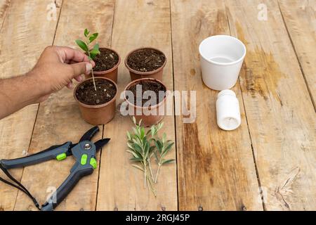 Anpflanzung von Olivenbaumresten in einem Topf Stockfoto