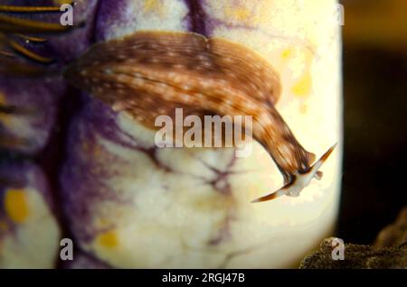 Polyclad Flat Worm, Prostheceraeus sp., am Goldenen Meerschweinchen, Polycarpa aurata, Tauchplatz Sebayor Kecil, zwischen Komodo und Flores Inseln, Komodo Natio Stockfoto