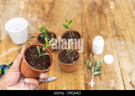 Kleiner Olivenbaum in der Topfnaht. Selektiver Fokus. Stockfoto