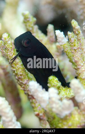 Braunkorallenblenny, Atrosalarias fuscus, in Korallen, Tatawa Besar Tauchplatz, zwischen Komodo und Flores Inseln, Komodo Nationalpark, Indonesien Stockfoto