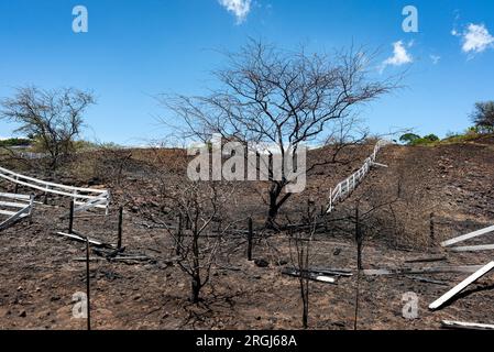 Hawi, HI, USA. 9. Aug. 2023. Der Brand in Akoni Pule im North Kohala District auf Hawai'i Island wurde am 9. August 2023 zu 60 Prozent eingedämmt. Die Wohngemeinde Kohala Ranch war gezwungen, die Gegend für etwa 24 Stunden zu evakuieren. Kredit: ZUMA Press, Inc./Alamy Live News Stockfoto