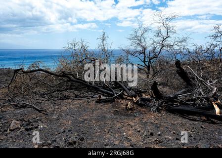 Hawi, HI, USA. 9. Aug. 2023. Der Brand in Akoni Pule im North Kohala District auf Hawai'i Island wurde am 9. August 2023 zu 60 Prozent eingedämmt. Kredit: ZUMA Press, Inc./Alamy Live News Stockfoto