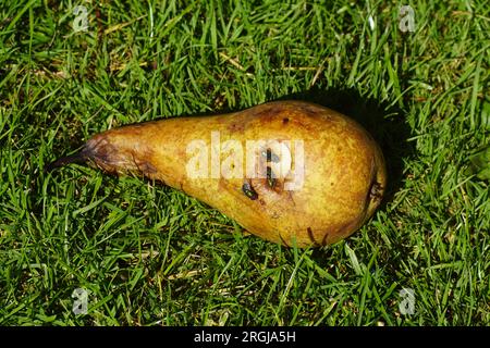 Verkostung einer faulen Birne im Rasen mit grünen Flaschenfliegen (Lucilia) der Familie Blowfliegen, Calliphoridae. Holländischer Garten, Sommer, August, Stockfoto