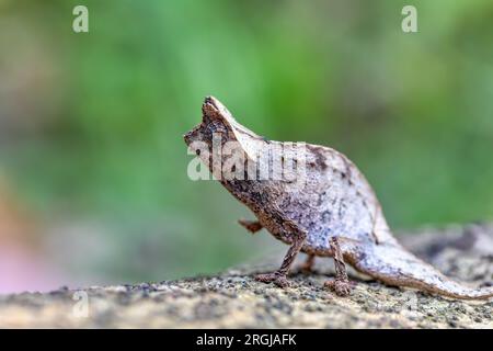 Perinetblatt Chamäleon (Brookesia theresieni), kleines EidechsenChamäleon, das das braune Blatt in seinem natürlichen Lebensraum imitiert. Reserve Peyrieras Madagascar Ex Stockfoto