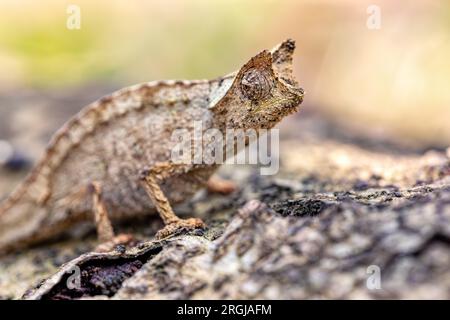 Perinetblatt Chamäleon (Brookesia theresieni), kleines EidechsenChamäleon, das das braune Blatt in seinem natürlichen Lebensraum imitiert. Reserve Peyrieras Madagascar Ex Stockfoto