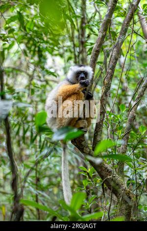 Farbenfrohe, diademierte Sifaka Lemur, (Propithecus diadema) gefährdetes endemisches Tier auf Bäumen im Regenwald, Andasibe-Mantadia Nationalpark - Analamazaotra Stockfoto