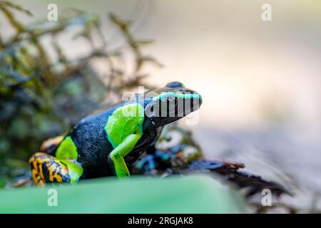 MantellA baroni (bekannt als Baron's Mantella, der bunt-goldene Frosch oder der Madagaskar-Giftfrosch). Giftfrosch endemischer Art in der Familie Mantellida Stockfoto