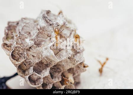 Team von gelben verrückten Ameisen auf dem Wespennest, Amts Teamwork mit Arbeit. Stockfoto