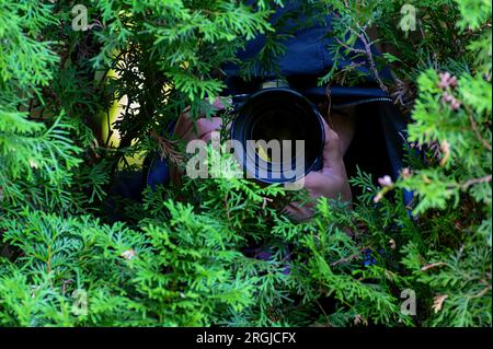 Paparazzi fotografieren heimlich eine berühmte Person. Ein Privatdetektiv filmt hinter den Büschen. Stockfoto