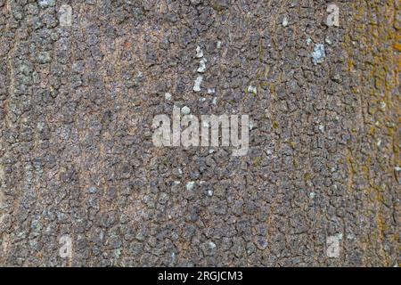 Nahaufnahme des Baumstamm-Strukturmusters Stockfoto