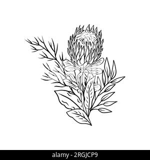 Einfarbige tropische protea-Blüten und Blattstrauß Stock Vektor