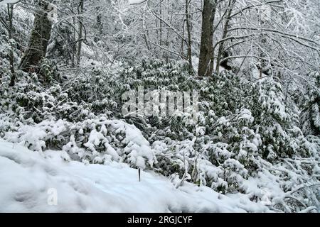 Der subtropische Wald ist mit Schnee bedeckt. Hainbuchen-Wälder. Wetterkataklysmus, Klimaschwankungen Stockfoto