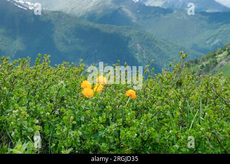 Attraktivität von üppigen Bergwiesen. Altai Globeflower (Trollius altaicus, Trollius asiaticus) im Altai-Gebirge, wächst in subalpinen Wiesen amon Stockfoto