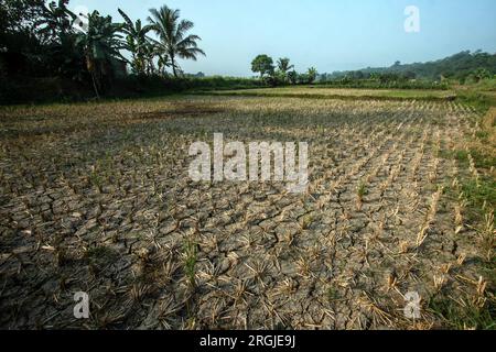 Trockene Reisfelder benötigen in der Trockenzeit Wasser, da das El Nino-Wetter wieder da ist Stockfoto