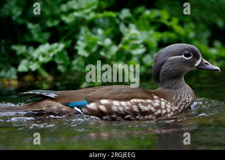 MANDARINENTE (Aix galericulata) Nahaufnahme eines weiblichen Schwimmens in einem Fluss, Großbritannien. Stockfoto