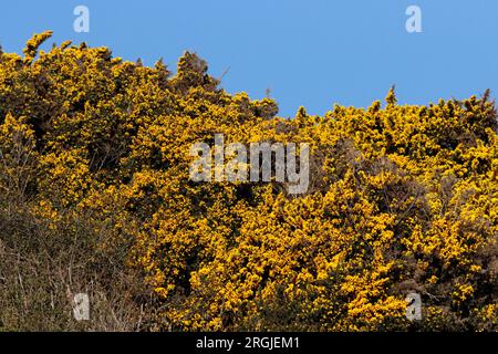 GINSTER (Ulex europaeus) auf einem Küstenhang, Vereinigtes Königreich. Stockfoto