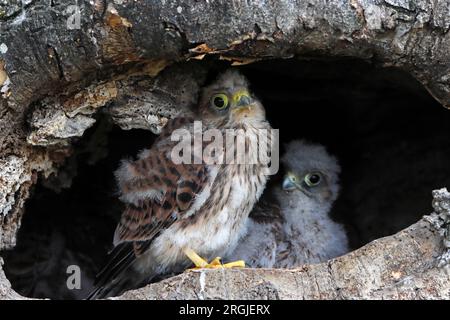 KESTREL (Falco tinnunculus) Küken in Nest, UK. Stockfoto