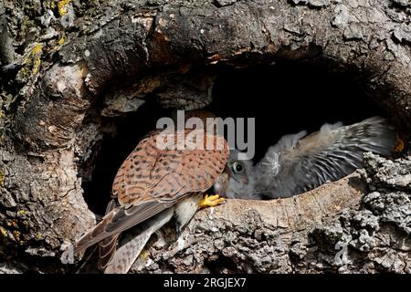 KESTREL (Falco tinnunculus) Erwachsene Fütterung Beute für Nestling am Eingang zum Nest, Großbritannien. Stockfoto