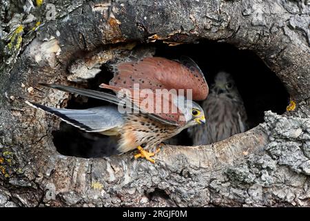 KESTREL (Falco tinnunculus) ausgewachsener Rüde am Eingang zum Nest, UK. Stockfoto