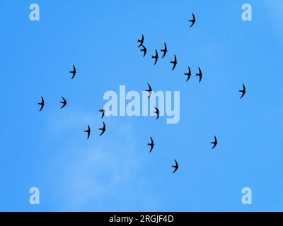 Eine Herde von Common Swift, Apus apus über Ambleside, Lake District, Großbritannien. Stockfoto