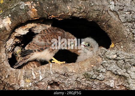 KESTREL (Falco tinnunculus) Küken am Eingang zum Nest, UK. Stockfoto