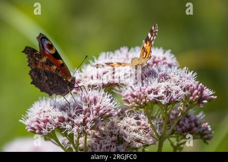 pfau und gemalte Schmetterlinge auf schaumigen rosa Blumen der Hanflandwirtschaft Stockfoto