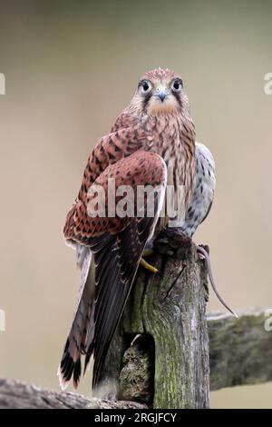 KESTREL (Falco tinnunculus) Jungvogel auf dem Pfosten mit Beute, Großbritannien. Stockfoto