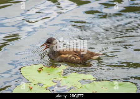 moorhen-Braut im Fluss mit offenem Schnabel Stockfoto