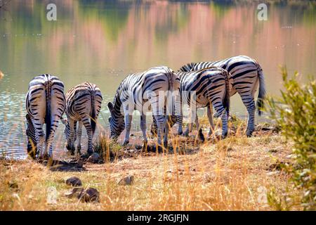 Halt für ein Getränk (Zebra's im Pilanesberg National Park) Stockfoto