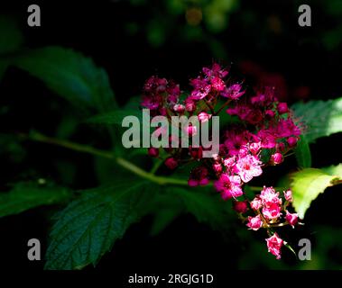 Piraea japonica „Anthony Waterer“ in Violett, im Schatten und im Licht Stockfoto
