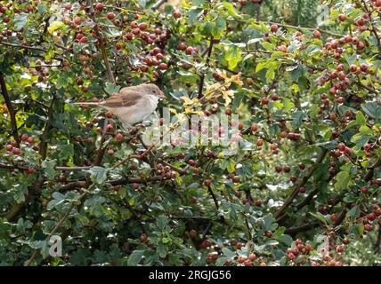 Ein Common Whitethroat, Sylvia Communis in einem Hawthorn Busch auf Walney Island, Cumbria, Großbritannien. Stockfoto