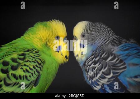 Ein farbenfrohes Paar Wellensittiche – ein grüner und ein blauer – befindet sich im Vogelhaus des People's Park in Banbury, Oxordshire, Großbritannien. Stockfoto