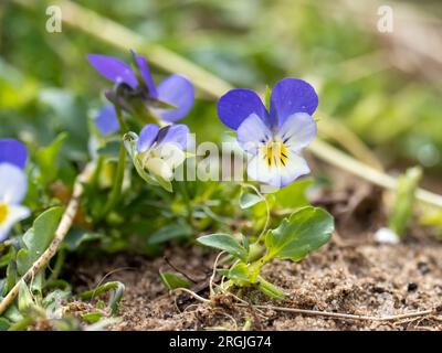 Wild Pansy, Viola Tricolor auf Walney Island, Cumbria, Großbritannien. Stockfoto