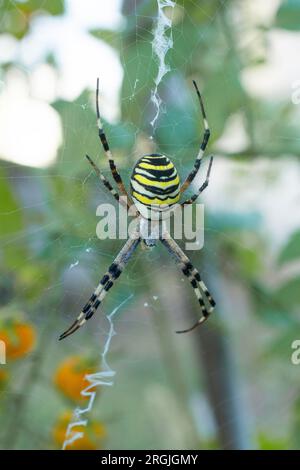 Die Wespenspinne (argiope bruennichi) wartet auf eine Beute im Spinnennetz Stockfoto