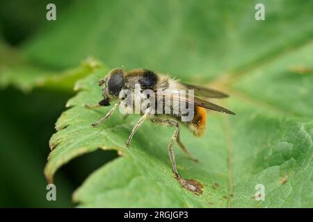 Natürliche Nahaufnahme auf dem bunten Haar, flauschige Bumblebee Blacklet, Cheilosia Illustrata auf einem grünen Blatt Stockfoto