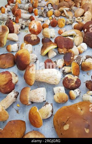 Boletus Edulis oder Boletus badius, Imleria badia oder Bay Bolete und Porcini Pilze auf altem Holzhintergrund Stockfoto