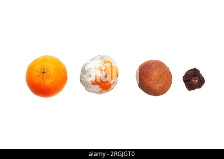 Tangerinen isoliert auf weißem Hintergrund. Reife orangefarbene Mandarine mit schimmeligen und getrockneten Mandarinen, Draufsicht Stockfoto