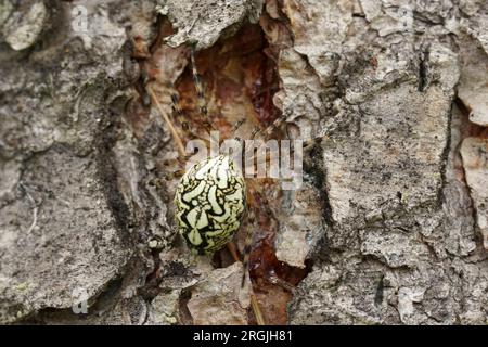 Natürliche Nahaufnahme einer seltenen erwachsenen Eichenspinne, Aculepeira ceropegia, die auf der Rinde einer Pinette sitzt Stockfoto