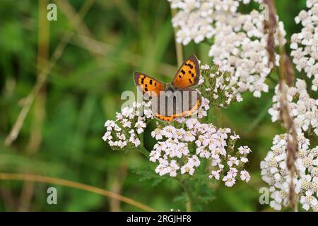 Natürliche Nahaufnahme auf dem kleinen orangefarbenen gemeinen Kupferschmetterling, Lycaena phlaeas, auf einer weißen Achillea millefolium Blume mit gespreizten Flügeln Stockfoto