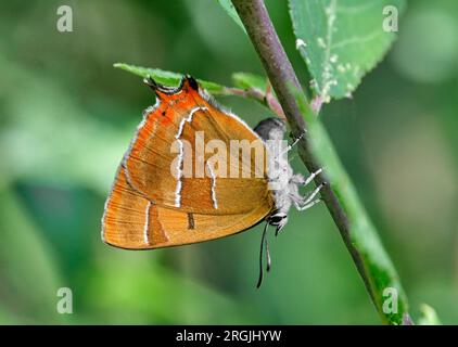 Braunes Haarsträhnen-Ei, das auf dem Sanddorn liegt. Molesey Heath Nature Reserve, West Molesey, Surrey, England. Stockfoto