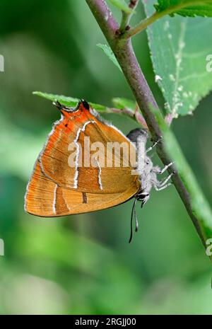 Braunes Haarsträhnen-Ei, das auf dem Sanddorn liegt. Molesey Heath Nature Reserve, West Molesey, Surrey, England. Stockfoto