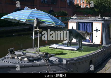 Brindley Place Birmingham, 10. August 2023: In Birmingham haben sich die Menschen in der heißen Morgensonne sportlich betätigt, bevor die Temperaturen in Midlands-Stadt voraussichtlich 26 Grad erreichen werden. Ein Hund namens Dash durfte sogar unter einem Sonnenschirm auf seinem Kanalboot sitzen und eine Kaugummi essen. Kredit: Stop Press Media/Alamy Live News Stockfoto