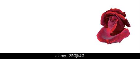 Rote Blütenrose isoliert auf weißem Hintergrund mit Kopierbereich für romantisches Valentinstag-Konzept Stockfoto