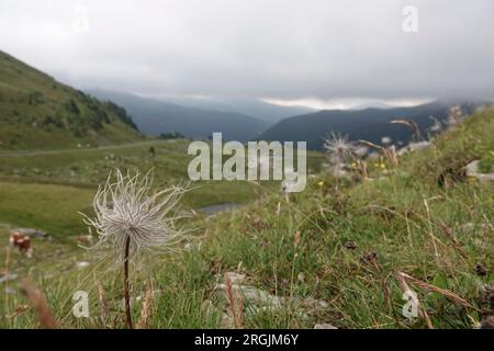 Natürliche Weitwinkelaufnahme auf den österreichischen alpen mit einer Alpenvene, Geum montanum, vorne Stockfoto