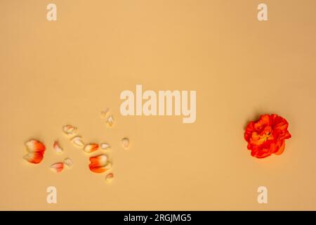 Rote Blumen und Blütenblätter mit leerem Kopierraum. Wunderschöner Hintergrund mit Blütenknospen auf gelbem Hintergrund. Werbebanner, Poster, Titelbereich. Stockfoto