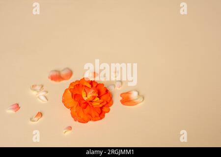 Rote Blumen und Blütenblätter mit leerem Kopierraum. Wunderschöner Hintergrund mit Blütenknospen auf gelbem Hintergrund. Werbebanner, Poster, Titelbereich. Stockfoto