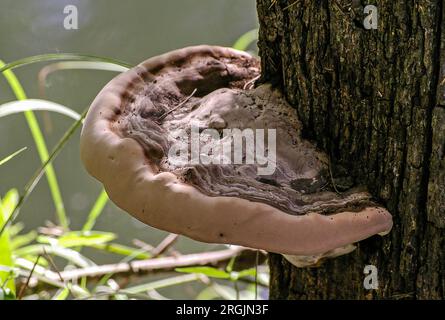 Großer australischer Halterungspilz, Ganoderma resinaceum, der aus der Rinde eines Baumes wächst. Braunes, glänzendes Gericht, umgeben von einem matten cremefarbenen Rand. Stockfoto