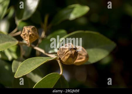 Samenkapseln von Norfolk Island Hibiscus Tree, Lagunaria patersonia, im Garten in Queensland, Australien. Die Kapseln enthalten hautreizende weiße Fasern. Stockfoto