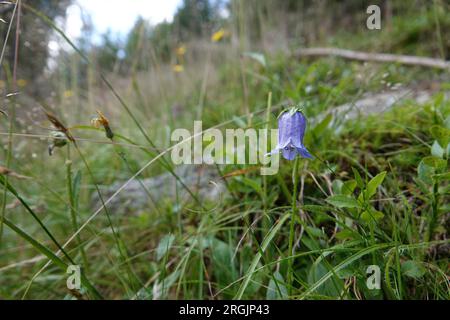 Natürliche Weitwinkelaufnahme auf einer bärtigen Blume, Campanula barbata in den österreichischen alpen Stockfoto